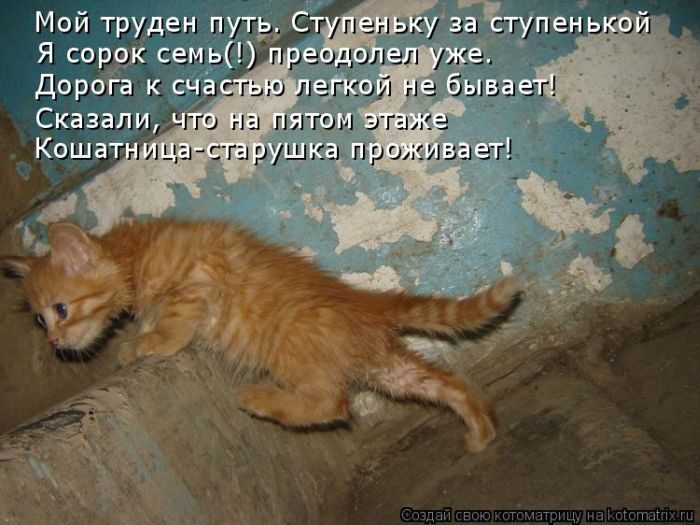 Лучшие котоматрицы недели