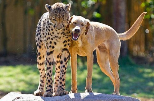 Неожиданная дружба собак с другими животными