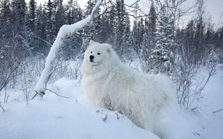 Очаровательные животные