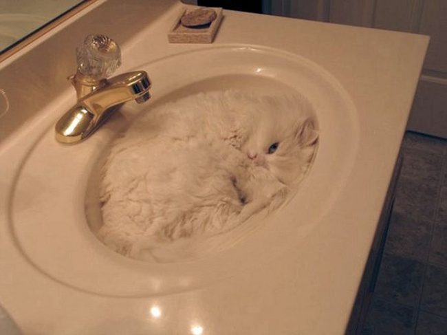 14 фотографий, доказывающих, что коты — это жидкость