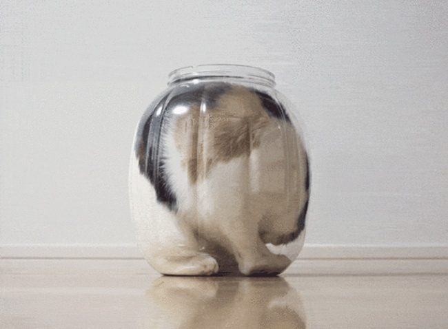 14 фотографий, доказывающих, что коты — это жидкость