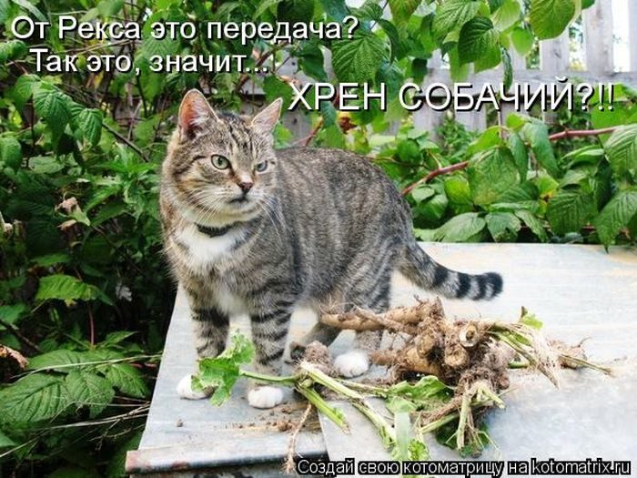 Лучшие котоматрицы недели