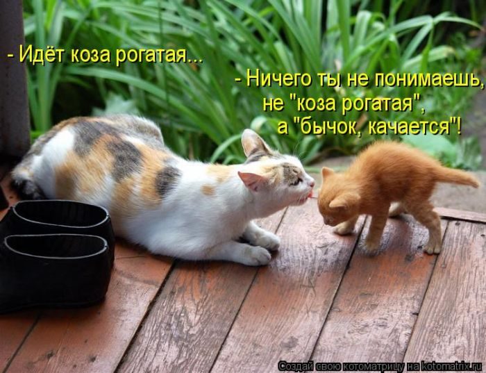 Лучшие котоматрицы недели