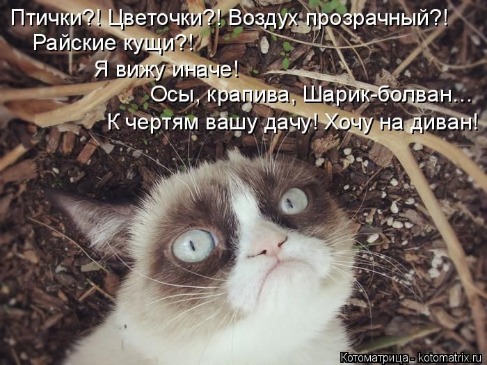 Лучшие котоматрицы недели