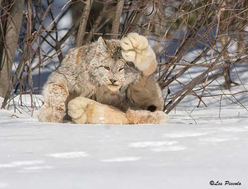 Виды диких кошек, о которых вы могли не знать