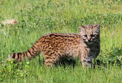 Виды диких кошек, о которых вы могли не знать