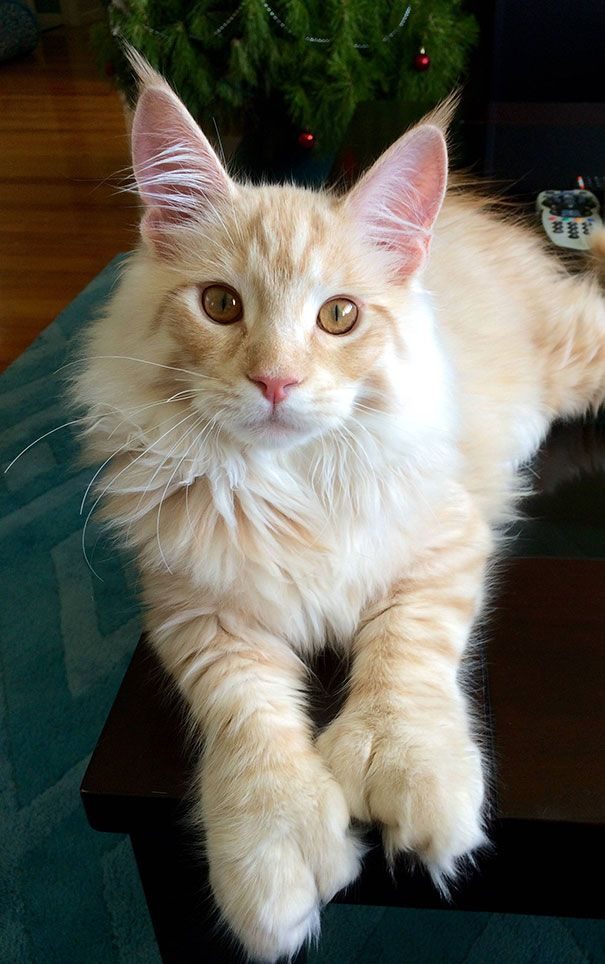 18 котов породы мейн-кун, по сравнению с которыми ваша кошка выглядит крошечной