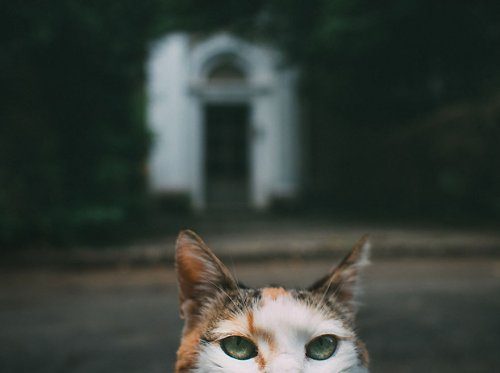 Городские кошки в фотографиях Хажду Тамаса