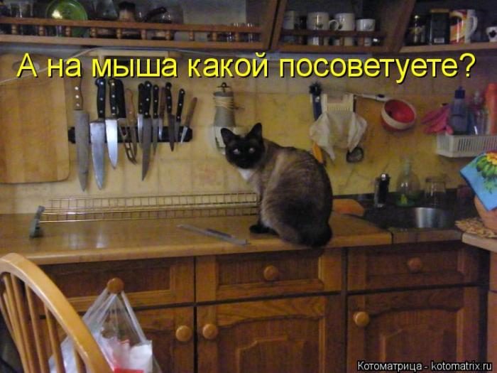 Лучшие котоматрицы недели