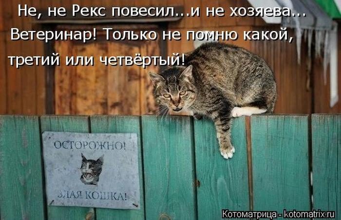 Лучшие котоматрицы недели