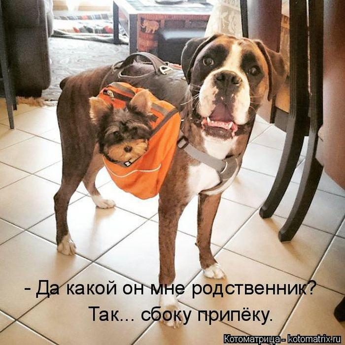 Лучшие котоматрицы недели