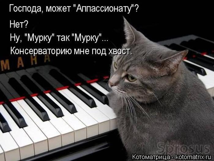 Лучшие котоматрицы недели