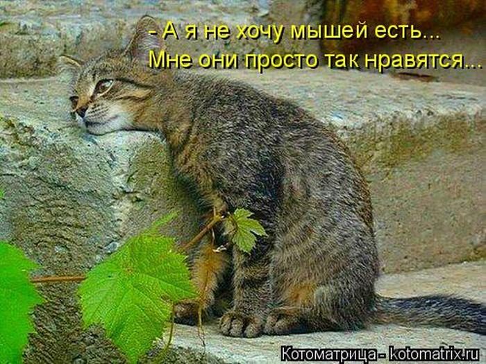 Лучшие котоматрицы недели