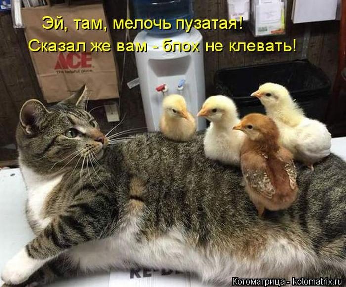 Лучшие котоматрицы недели