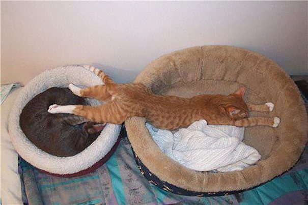 30 фотографий, доказывающих, что коты могут спать где угодно