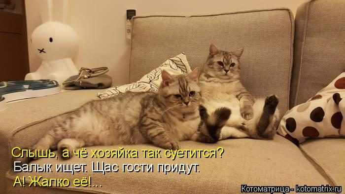 Лучшие котоматрицы недели