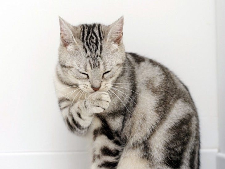 10 глупых мифов о кошках, в которые верят практически все