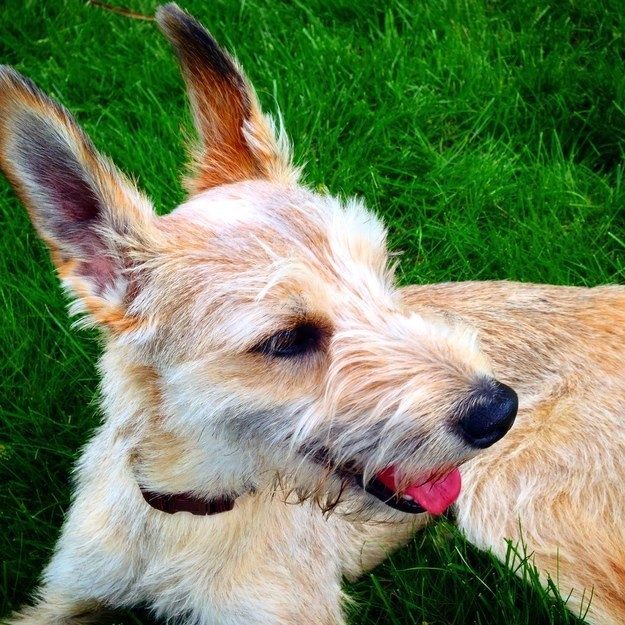 Доброты пост: 42 счастливых пса, которые обрели новый дом в этом году