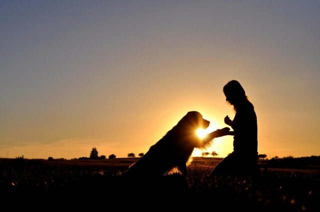 Почему собаки считаются лучшими друзьями человека