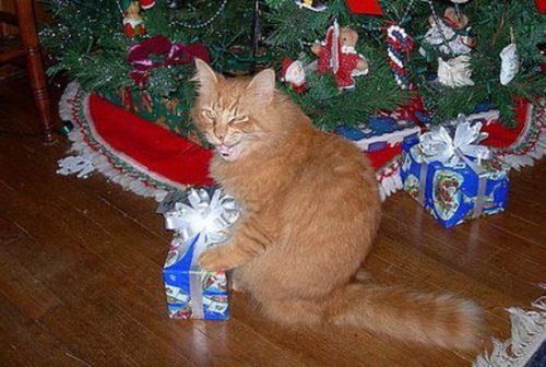 Кошки и новогодние подарки