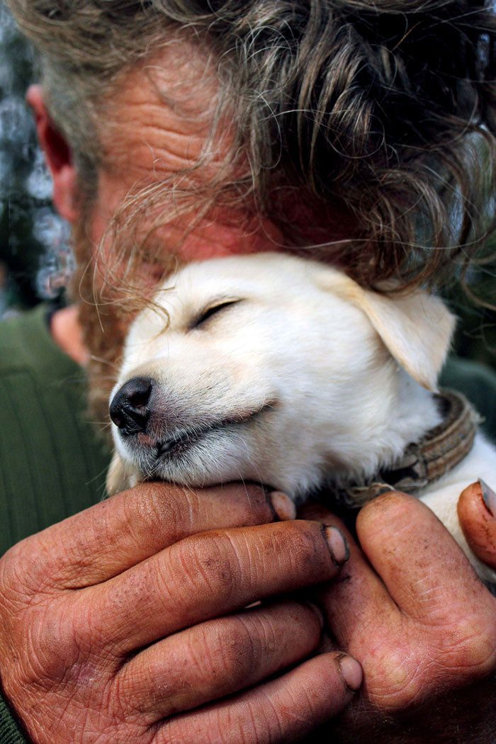 44 фотографии, доказывающие что собаки любят нас бескорыстно
