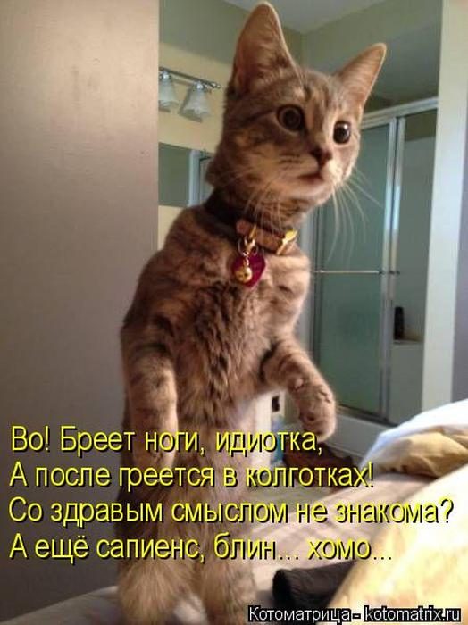 Лучшие котоматрицы недели