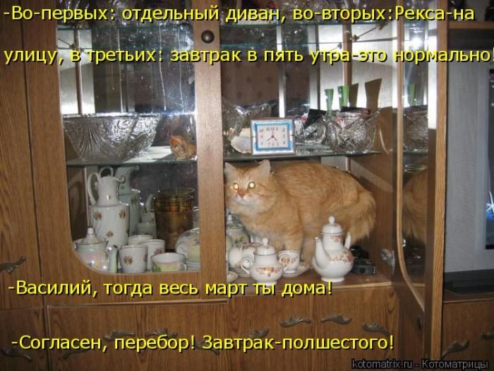 Лучшие котоматрицы недели