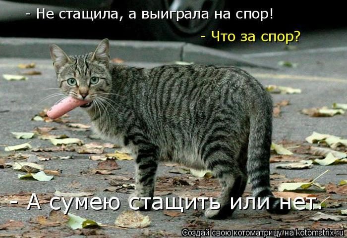 Лучшие котоматрицы недели