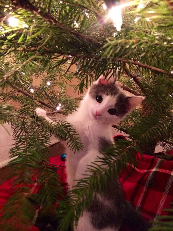 50 котеек, которые помогают наряжать елку и делают Новый год незабываемым
