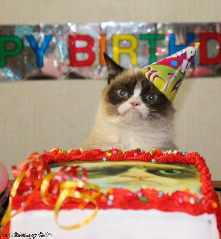 20 животных, которые тоже любят праздновать день рождения