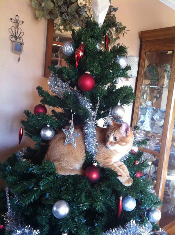 50 котеек, которые помогают наряжать елку и делают Новый год незабываемым