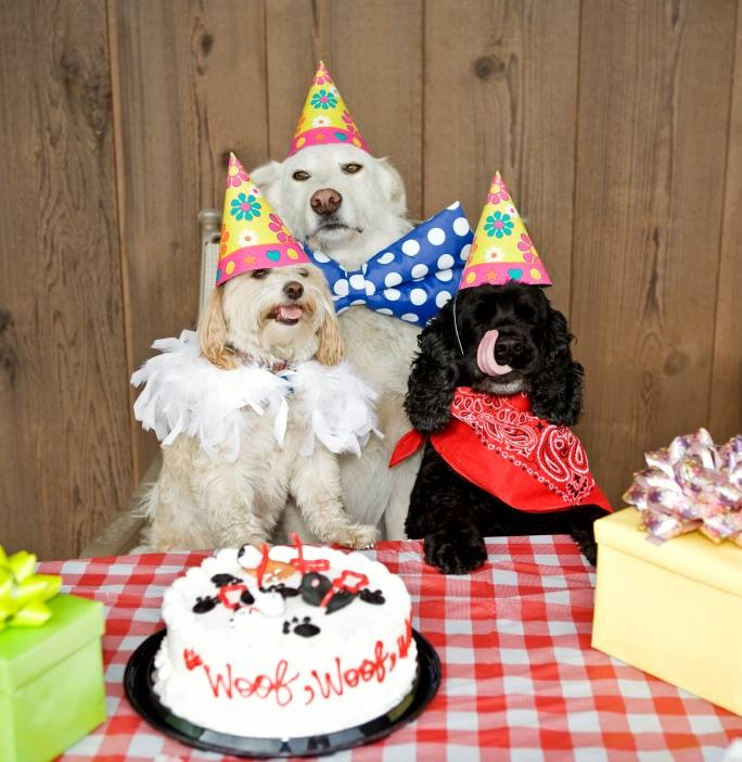 Звери на дне рождении. День рождения собаки. С днем рождения животные. Животное в праздничном колпаке. Собака с праздником.