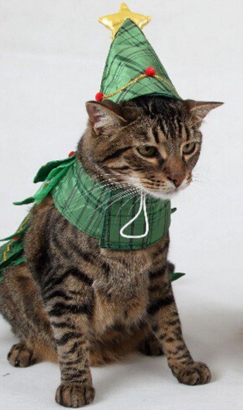 Забавные кошки в праздничных костюмах новогодней ёлки
