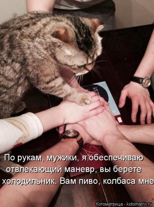 Лучшие котоматрицы прошедшей недели