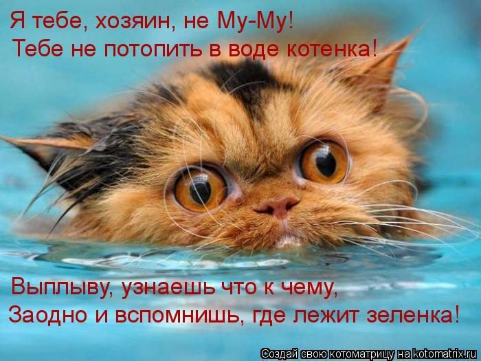 Лучшие котоматрицы прошедшей недели