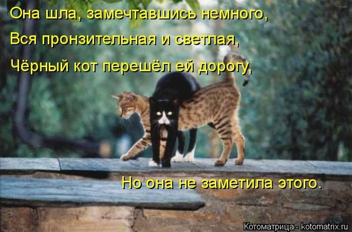 Лучшие котоматрицы прошедшей недели