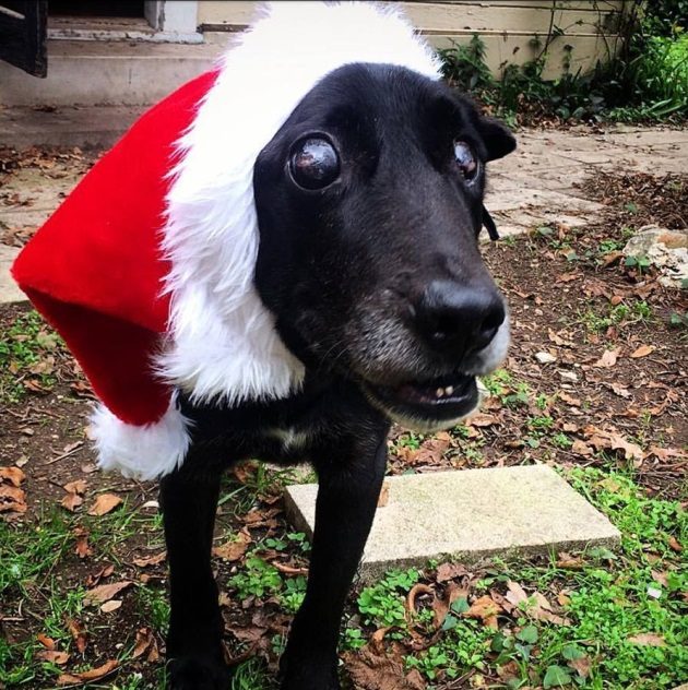 14-летнего пса перед Рождеством вышвырнули из дома
