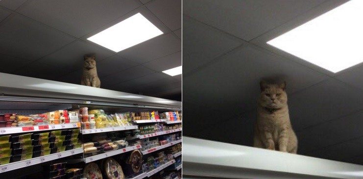 Коту понравился один супермаркет в Англии и он не хочет уходить оттуда