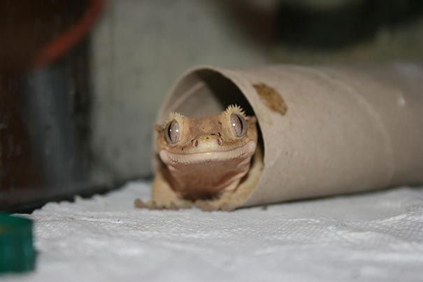 Рептилии-очаровашки, способные вызвать улыбку у каждого