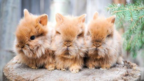 Картинки по запросу мимишные кролики