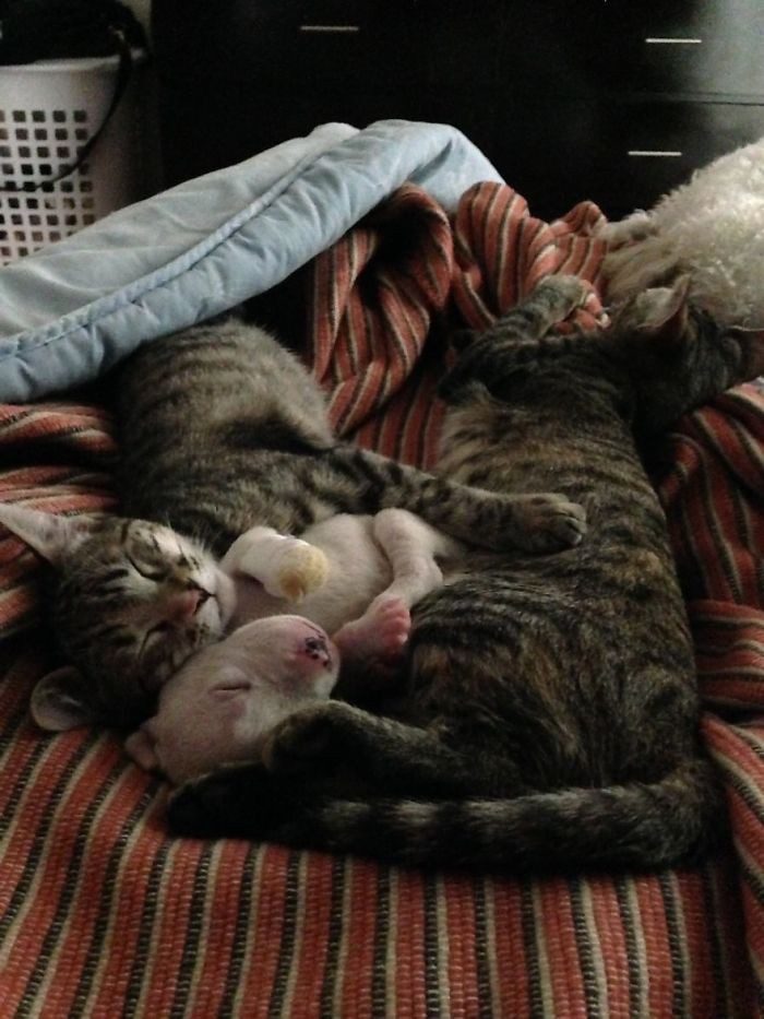Кошки воспитывают трёхногого щенка