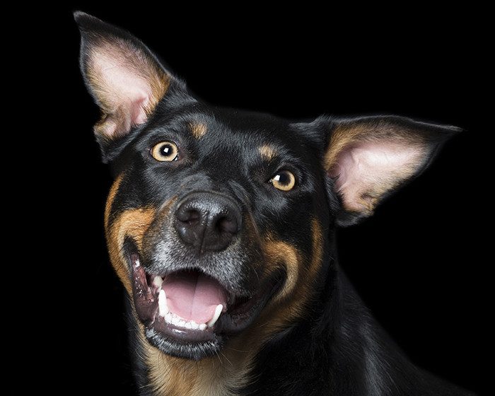 Собаки-улыбаки от австралийского фотографа Алекса Кёрнса