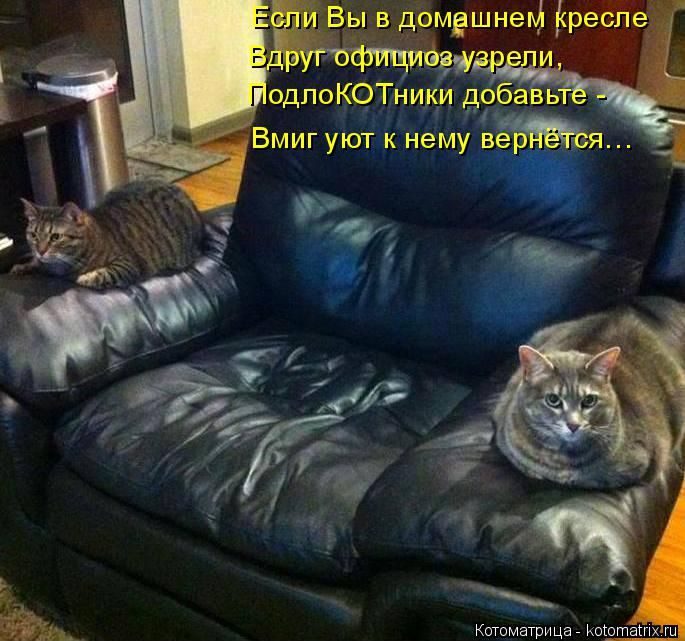 Лучшие котоматрицы недели