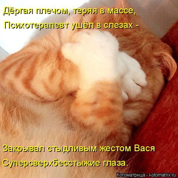 Лучшие котоматрицы недели