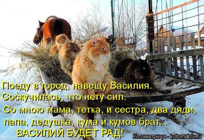 Лучшие котоматрицы недели