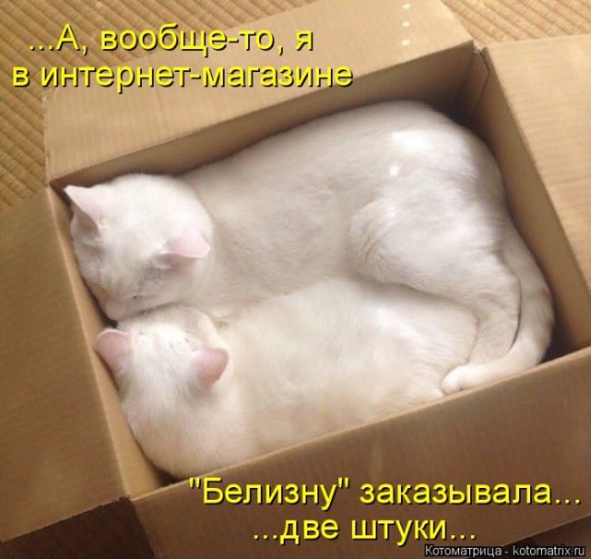 Лучшие котоматрицы недели