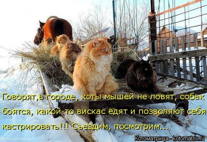 Лучшие котоматрицы недели