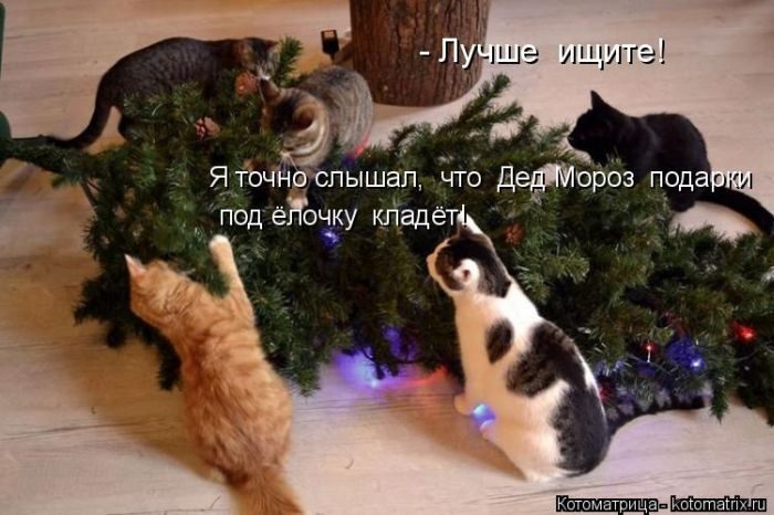 Лучшие котоматрицы недели