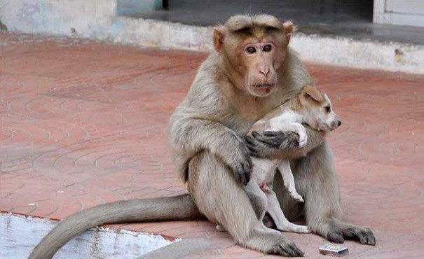 История об обезьяне, ставшей мамой для щенка