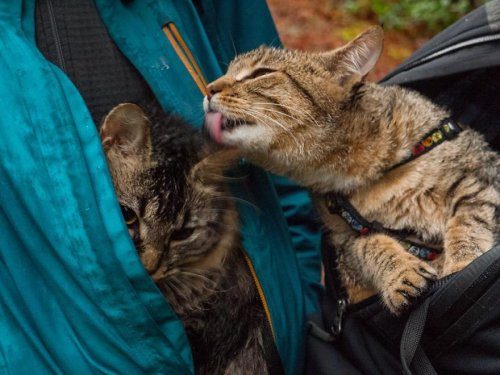 Эти милые бездомные котята стали заядлыми путешественниками